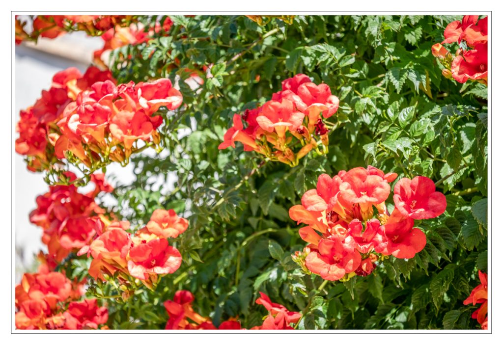 Île de Noirmoutier, Trompetbloemen